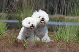 BICHON FRISE 391